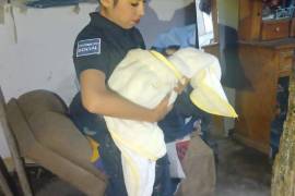 Ella es la agente municipal Adriana Jacqueline Amaya Maldonado, quien brindó asistencia durante el nacimiento de Dafne Victoria, en Torreón, Coahuila.