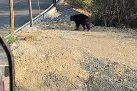 Protección Civil de Nuevo León atendió el reporte de un oso que deambulaba por calles de la colonia Soria Privada Natural, al sur de Monterrey.