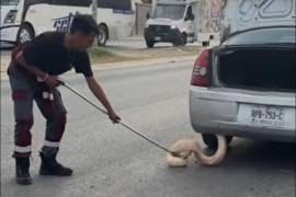 Los hechos fueron atendidos por elementos de Protección Civil de Zuazua y finalmente el animal quedo bajo el resguardo de Parques y Vida Silvestre.
