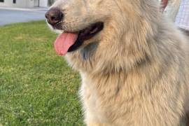 Perros de distintas razas han sido resguardados por ciudadanos en colonias de Saltillo, luego de que el uso de pirotecnia durante las celebraciones navideñas provocara que varias mascotas escaparan de sus hogares.