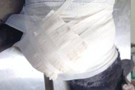 A “negrito” le fue cercenada una de sus patas delanteras; rescatista pide se sancione a los autores.