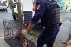 La indignación de la población de Saltillo es palpable, y crece el clamor por un sistema de justicia más severo y efectivo que proteja a los animales de tales abusos.