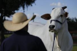 Un ganadero vigila la vaca Nelore conocida como Viatina-19 en una granja en Uberaba, estado de Minas Gerais, Brasil.