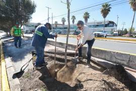 El programa busca reforestar camellones centrales y áreas verdes de los principales bulevares de la ciudad.