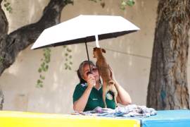 Durante la jornada también se ofrecieron servicios de vacunación, desparasitación y esterilización.