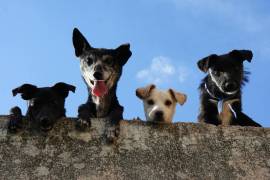 Durante años, se ha difundido el mito de que un año canino equivale a siete años humanos.