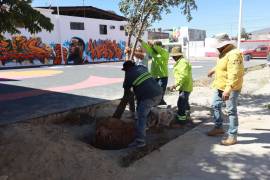 El programa trabaja de manera coordinada con los vecinos para atender árboles y plantas de ornato en plazas públicas, camellones y áreas verdes de toda la ciudad.