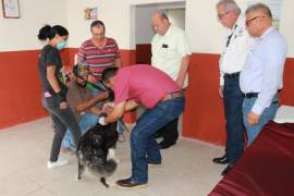Protección. A unos días de la muerte de una osezna, en Castaños inauguran la Clínica para el Bienestar Animal.