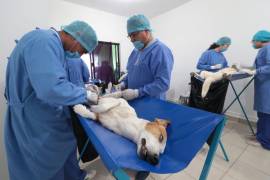 En Acuña se reactivo el programa de esterilización canina y felina; dos días por semana y hasta siete mascotas por jornada.