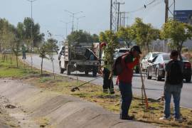 Las cuadrillas atendieron el camellón central del bulevar Carlos Abedrop Dávila.