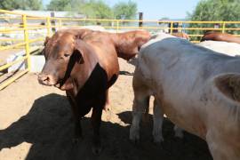 Por la frontera de Acuña se exporta el mejor ganado de Coahuila, estos animales tienen cruzas con ejemplares suizos y franceses.