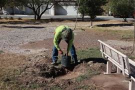 Cuadrillas realizaron una jornada de reforestación en la colonia Los Reales, coordinada por la Dirección de Medio Ambiente y Desarrollo Sustentable.