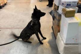 El paquete fue canalizado al laboratorio central de Aduanas para verificar el peso y el tipo de narcótico asegurado.