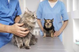 Personal médico prepara el equipo para iniciar la campaña de esterilización itinerante en Altos Santa Teresa.