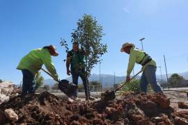 El Gobierno Municipal de Saltillo ha sembrado más de 15 mil árboles como parte de su estrategia ambiental para fortalecer la calidad de vida en la ciudad.