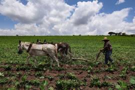 Los productores temen granizadas, heladas tempranas y lluvias excesivas, debido a que podrían afectar cultivos que actualmente se encuentran en desarrollo.