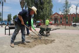 Como parte del mejoramiento urbano, el Gobierno Municipal refuerza la reforestación con encino siempre verde en espacios públicos del centro de la ciudad.