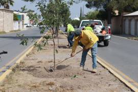 Los trabajos se realizaron en el camellón central del bulevar Rufino Tamayo, con el objetivo de mejorar la calidad del aire y recuperar espacios verdes.