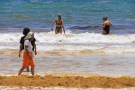 La macroalga afecta la imagen turística, dificulta el acceso al mar y genera malos olores por su descomposición. FOTO: Cuartoscuro
