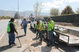 Se proyecta plantar más de 1,500 árboles y palmas Washingtonia en los principales bulevares y camellones de la ciudad