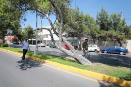 Se retirará un pino piñonero inclinado que se encuentra apoyado sobre una farola del alumbrado público.