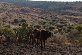 El caso fue detectado en una vaca lechera del ejido Pozuelos de Arriba, donde ya se aplicó el tratamiento correspondiente.