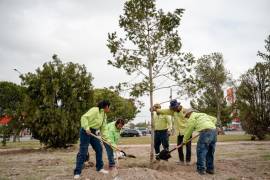 Los programas municipales de reforestación han llegado a plazas, camellones, áreas verdes, comunidades rurales y sectores de la sierra de Zapalinamé.