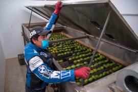 En un escenario de mayores aranceles y barreras comerciales, la competitividad de los productos mexicanos podría verse afectada, limitando la recaudación de impuestos locales. FOTO: CUARTOSCURO.