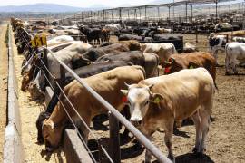 Productoras. En once entidades se concentra en 97.4 por ciento de las exportaciones de ganado a los Estados Unidos.