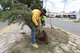 Avanza Gobierno Municipal con su programa ‘Bosques urbanos lineales’, la limpieza de vialidades y el rescate de espacios públicos en la ciudad.