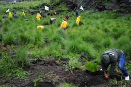 Bárcena encabezó una jornada de reforestación en el municipio de la región Chocho Mixteca, en Oaxaca.