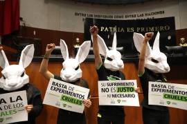 Organizaciones de defensa de los animales, que acudieron al Senado, expusieron que actualmente en México y en muchos países, conejos o ratas son forzadas a ingerir o inhalar ingredientes cosméticos.