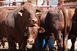 Autoridades estatales refuerzan la campaña “Guardia arriba contra el gusano barrenador” para proteger al sector pecuario de Coahuila.