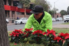 Como parte de la campaña de embellecimiento urbano, personal del Vivero Municipal sembró cientos de nochebuenas en bulevares y áreas verdes de Saltillo.