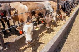 Productores ganaderos conocerán las nuevas opciones de financiamiento impulsadas por el Gobierno estatal.