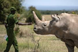 Coronavirus pone en riesgo los esfuerzos para preservar al rinoceronte blanco