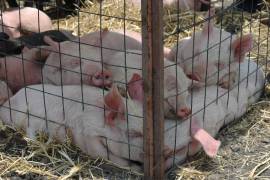 Encuentran nuevo virus en cerdos que podría infectar a humanos