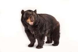 Crean en Coahuila fondo para proteger al oso negro