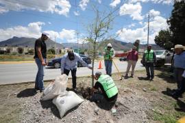 Las acciones buscan ampliar la cobertura vegetal en zonas urbanas