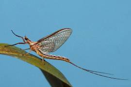 Conocidos también como efímeras o cachipollas, estos insectos, cercanos a las libélulas, tienen una vida adulta extremadamente corta, a veces de menos de 24 horas.