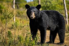 Autoridades estatales reforzaron las recomendaciones para actuar ante la presencia de osos negros.