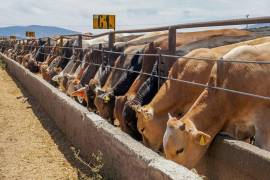 La reapertura de la exportación de ganado por la frontera de Piedras Negras-Eagle Pass, fue uno de los principales temas que abordaron los productores.