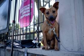 Las sanciones por maltrato a seres sintientes en Saltillo pueden alcanzar hasta 234 mil pesos.