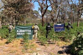 El Ministerio Público instruyó el aseguramiento y la destrucción del plantío en el lugar.