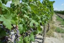 De acuerdo con Vinos de Coahuila, en el estado se producen más de 150 etiquetas y el 80% de la producción es de vino tinto, aunque también hay blanco y rosado.