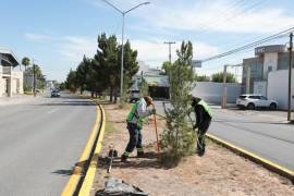 Cuadrillas municipales realizaron trabajos de reforestación en el bulevar José Musa de León.