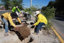 Personal municipal plantó ejemplares de Encino Siempre Verde en camellones como parte de las acciones de mejoramiento urbano.