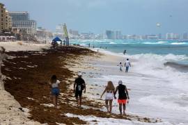 El estallido de algas desafió los esfuerzos diarios de la Armada de México y de trabajadores locales que se apresuraron a sacarlo del agua y la arena