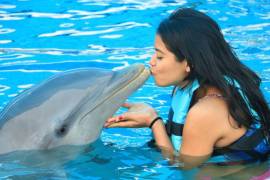 El negocio de la explotación de delfines en México se concentra sobre todo en Quintana Roo y deja ganancias anuales de 130 millones de dólares