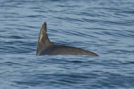 En esta fotografía cortesía de la sociedad de conservación de Sea Shepherd, una vaquita marina nada en el Golfo de California, en México, el 20 de mayo de 2023; se han avistado apenas 13 ejemplares de esta especie.